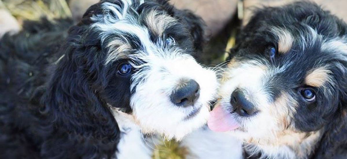Berneoodle Puppies for sale in Utah