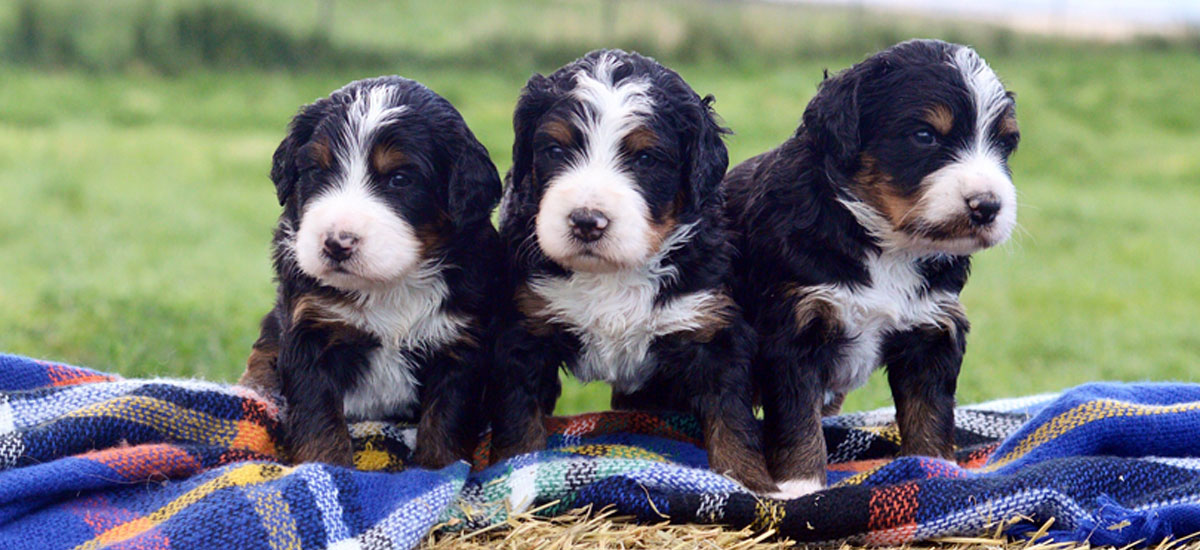 Berneoodle Puppies for sale in Utah